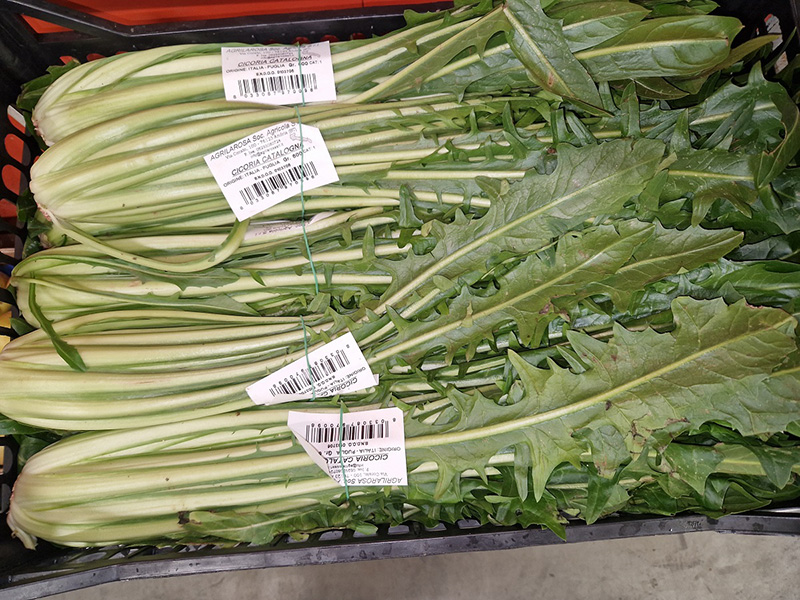 Cicoria catalogna - Veneto - 0,90/1,50 euro al chilogrammo